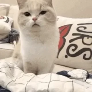 一些喵ฅ(=￣ω￣=)ฅ — 33