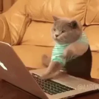 一些喵ฅ(=￣ω￣=)ฅ — 34