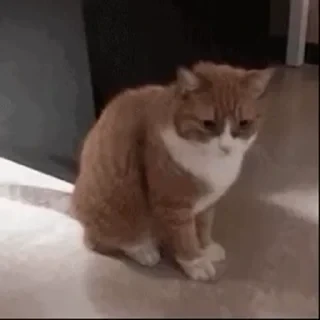 一些喵ฅ(=￣ω￣=)ฅ — 35
