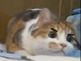 一些喵ฅ(=￣ω￣=)ฅ — 37