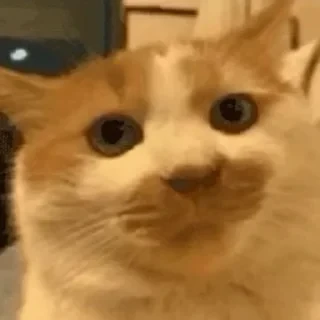 一些喵ฅ(=￣ω￣=)ฅ — 38