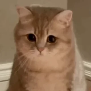 一些喵ฅ(=￣ω￣=)ฅ — 39