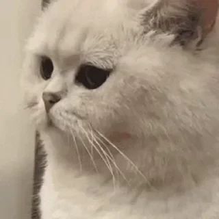 一些喵ฅ(=￣ω￣=)ฅ — 5