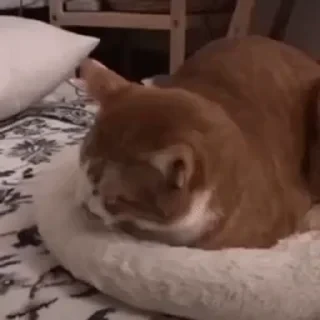 一些喵ฅ(=￣ω￣=)ฅ — 41