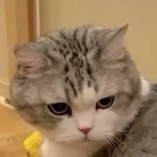 一些喵ฅ(=￣ω￣=)ฅ — 42