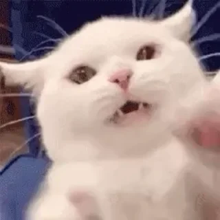 一些喵ฅ(=￣ω￣=)ฅ — 43