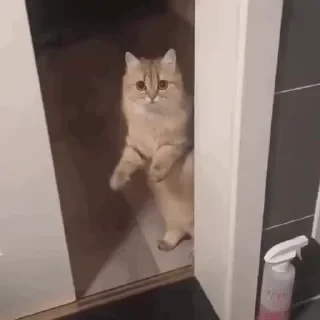 一些喵ฅ(=￣ω￣=)ฅ — 44