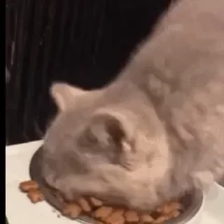 一些喵ฅ(=￣ω￣=)ฅ — 45