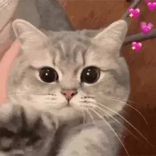 一些喵ฅ(=￣ω￣=)ฅ — 6