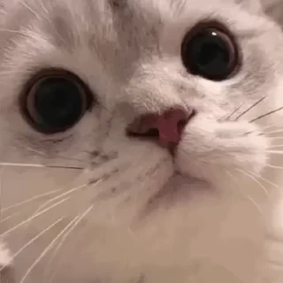 一些喵ฅ(=￣ω￣=)ฅ — 7