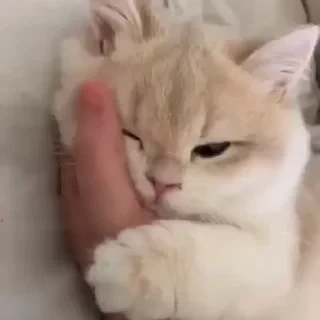 一些喵ฅ(=￣ω￣=)ฅ — 8