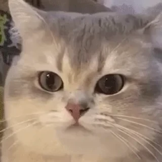 一些喵ฅ(=￣ω￣=)ฅ — 9