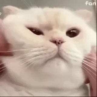 一些喵ฅ(=￣ω￣=)ฅ — 10