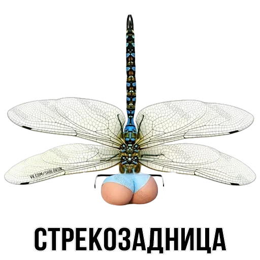 Stickers — 31