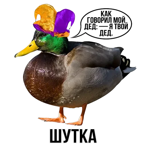 Stickers — 36