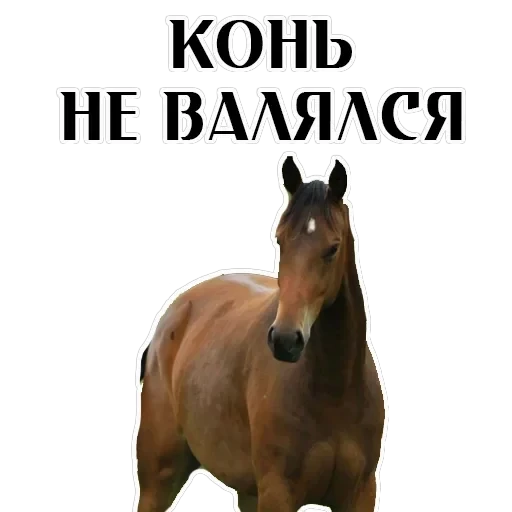 Stickers With Horses — 11