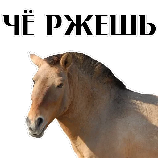 Stickers With Horses — 12