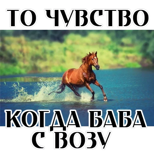 Stickers With Horses — 13