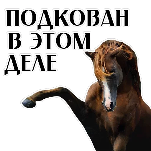 Stickers With Horses — 15