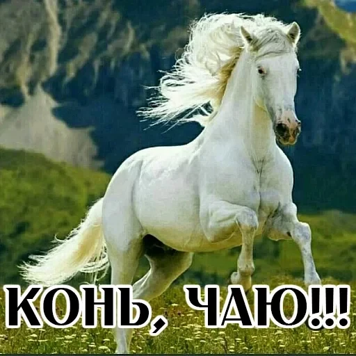 Stickers With Horses — 4