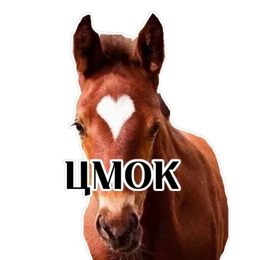 Stickers With Horses — 5