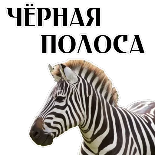 Stickers With Horses — 7