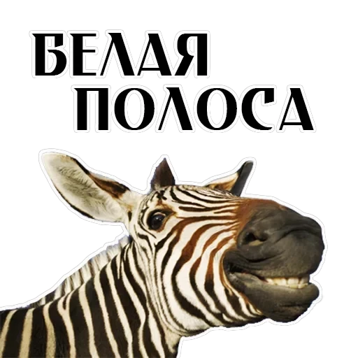 Stickers With Horses — 8