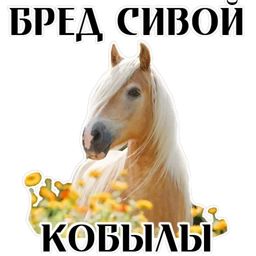 Stickers With Horses — 9