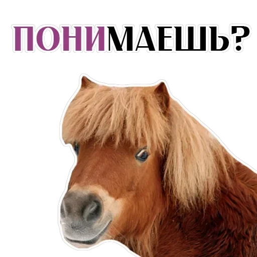 Stickers With Horses — 10
