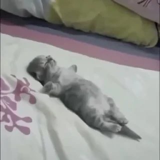 @webcutes | @ok_sticker_bot — 12