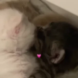 @webcutes | @ok_sticker_bot — 15