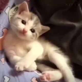 @webcutes | @ok_sticker_bot — 16