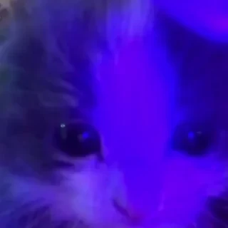 @webcutes | @ok_sticker_bot — 18