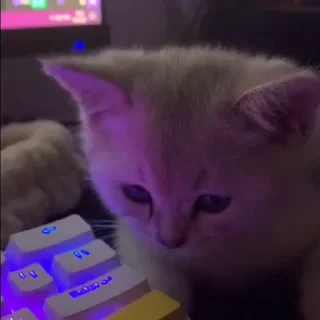 @webcutes | @ok_sticker_bot — 19