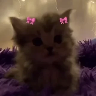 @webcutes | @ok_sticker_bot — 22