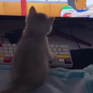 @webcutes | @ok_sticker_bot — 25