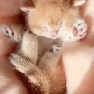 @webcutes | @ok_sticker_bot — 26