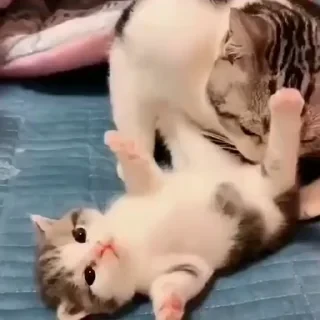 @webcutes | @ok_sticker_bot — 27