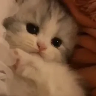 @webcutes | @ok_sticker_bot — 28