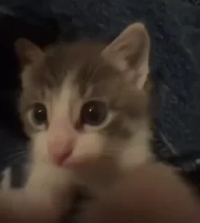 @webcutes | @ok_sticker_bot — 29