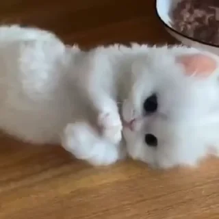 @webcutes | @ok_sticker_bot — 32
