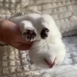 @webcutes | @ok_sticker_bot — 34