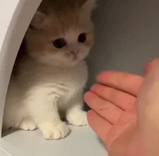 @webcutes | @ok_sticker_bot — 35