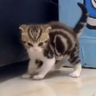 @webcutes | @ok_sticker_bot — 37