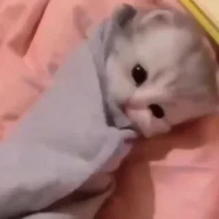 @webcutes | @ok_sticker_bot — 5