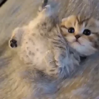 @webcutes | @ok_sticker_bot — 41