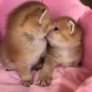 @webcutes | @ok_sticker_bot — 6
