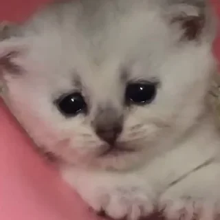 @webcutes | @ok_sticker_bot — 7