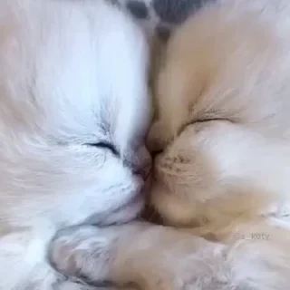 @webcutes | @ok_sticker_bot — 8