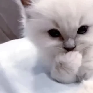 @webcutes | @ok_sticker_bot — 9